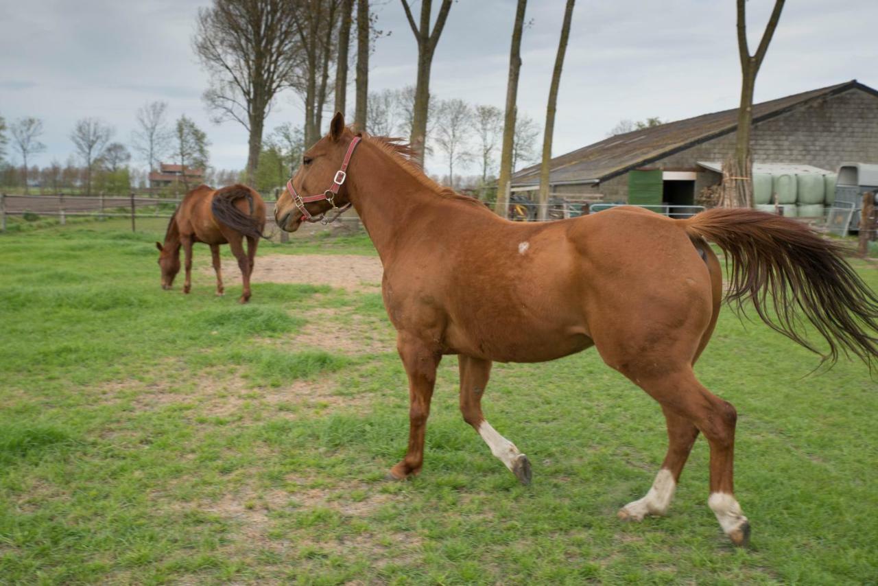 Boeren Biezen Bed Landelijk Villa Buitenkant foto
