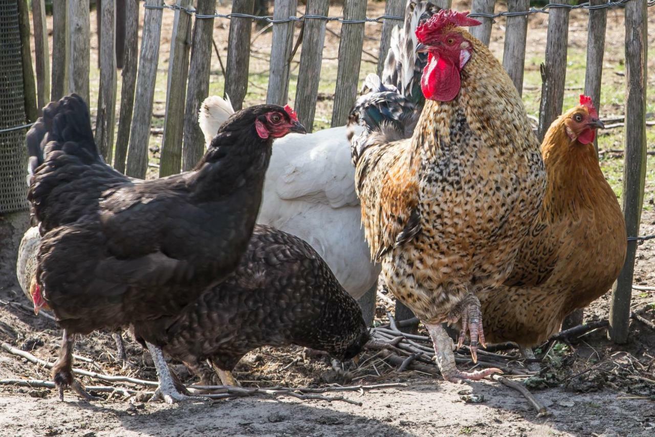 Boeren Biezen Bed Landelijk Villa Buitenkant foto